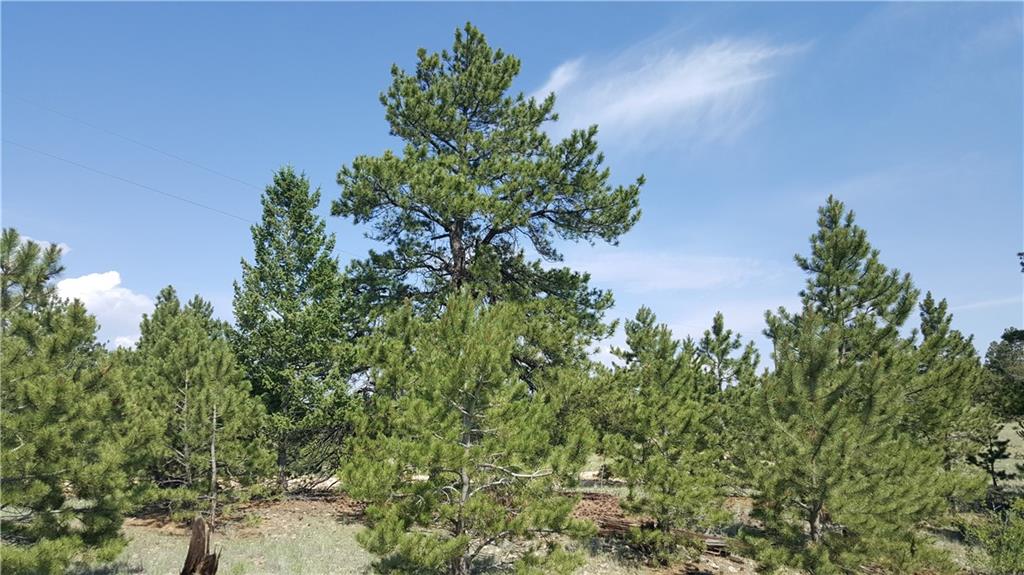 Lot 5879 Running Bear Road Hartsel, CO 80449 - Photo 20 of 34 view of a plant in a garden