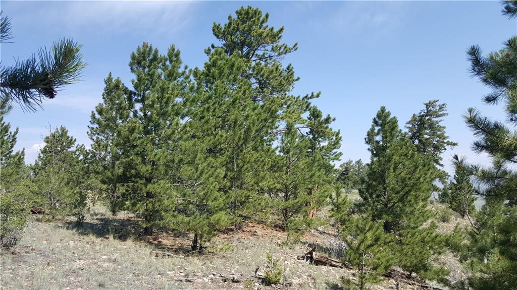 Lot 5879 Running Bear Road Hartsel, CO 80449 - Photo 21 of 34 a view of a yard with plants and tree