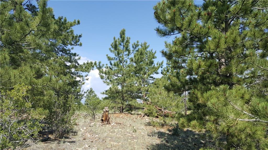 Lot 5879 Running Bear Road Hartsel, CO 80449 - Photo 22 of 34 view of a tree in a yard