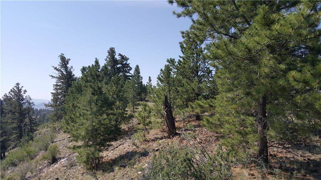 Lot 5879 Running Bear Road Hartsel, CO 80449 - Photo 24 of 34 a view of a forest with lots of trees