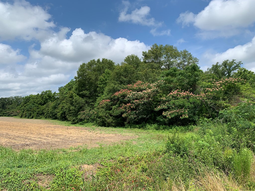 0 Corinth Road Slocomb, AL 36375 - Photo 8 of 11