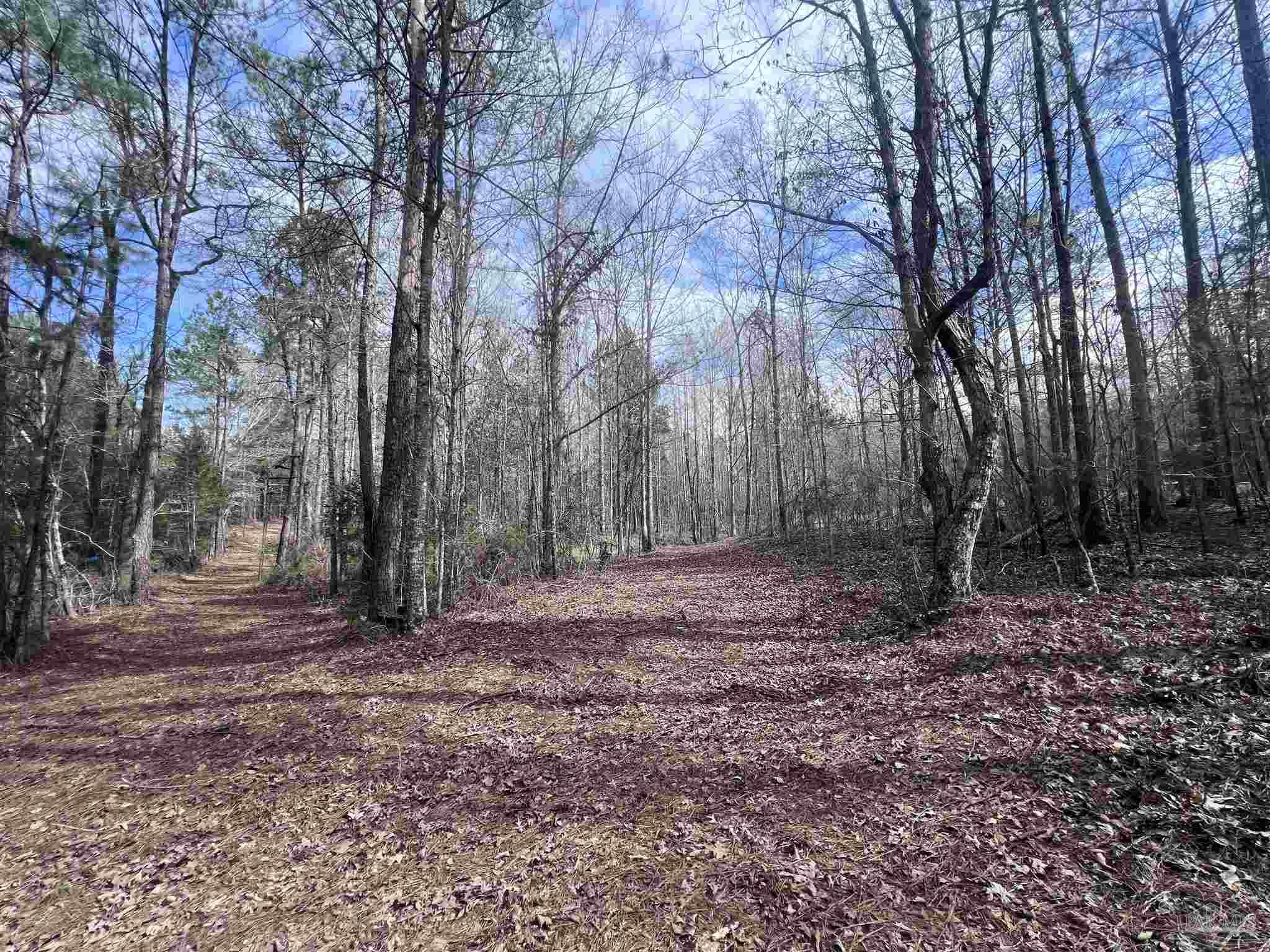 0 Mixonville Road McKenzie, AL 36456 - Photo 12 of 36 a view of outdoor space with trees
