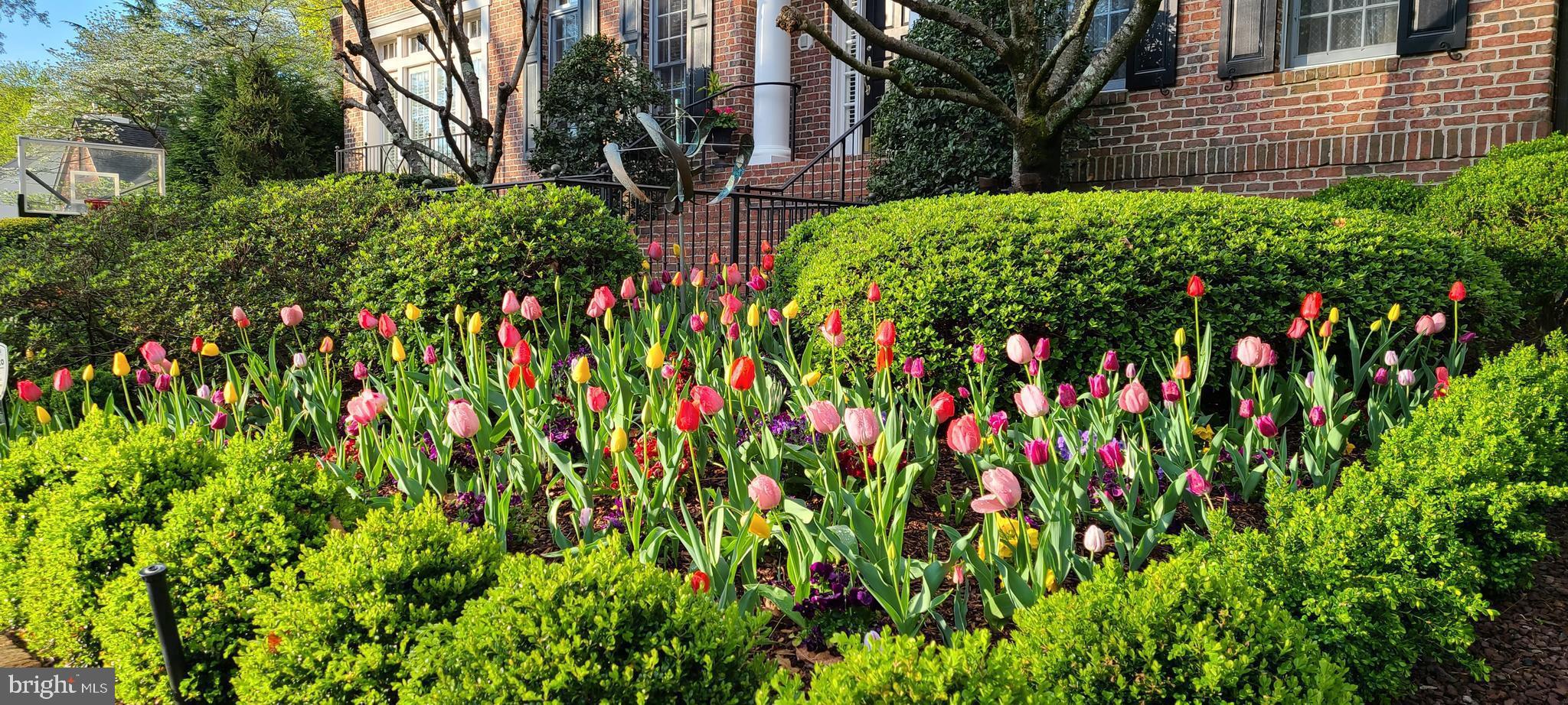 5008 Baltan Road Bethesda, MD 20816 - Photo 3 of 76 Glorious tulips!