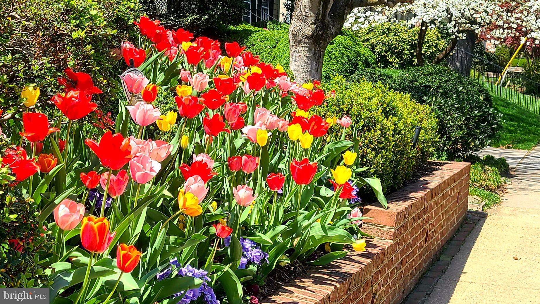 5008 Baltan Road Bethesda, MD 20816 - Photo 64 of 76 Spectacular landscaping & sidewalks too!