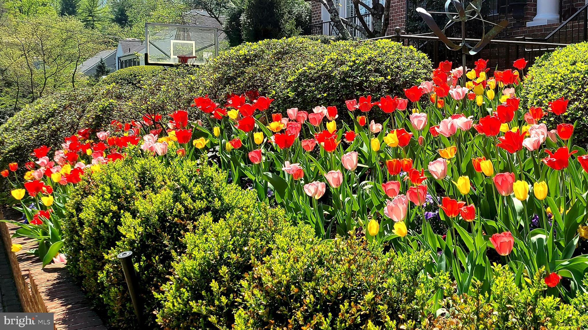 5008 Baltan Road Bethesda, MD 20816 - Photo 65 of 76 a picture of flowers