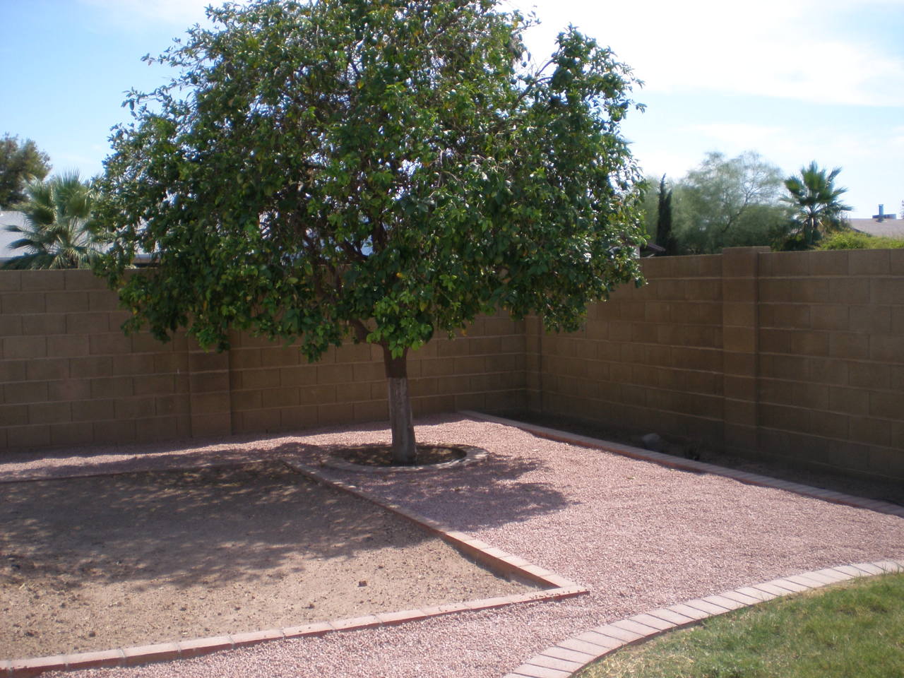 4426 South Terrace Road Tempe, AZ 85282 - Photo 17 of 19 mature citrus tree