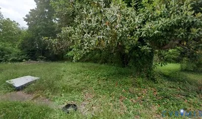 a view of a lush green forest