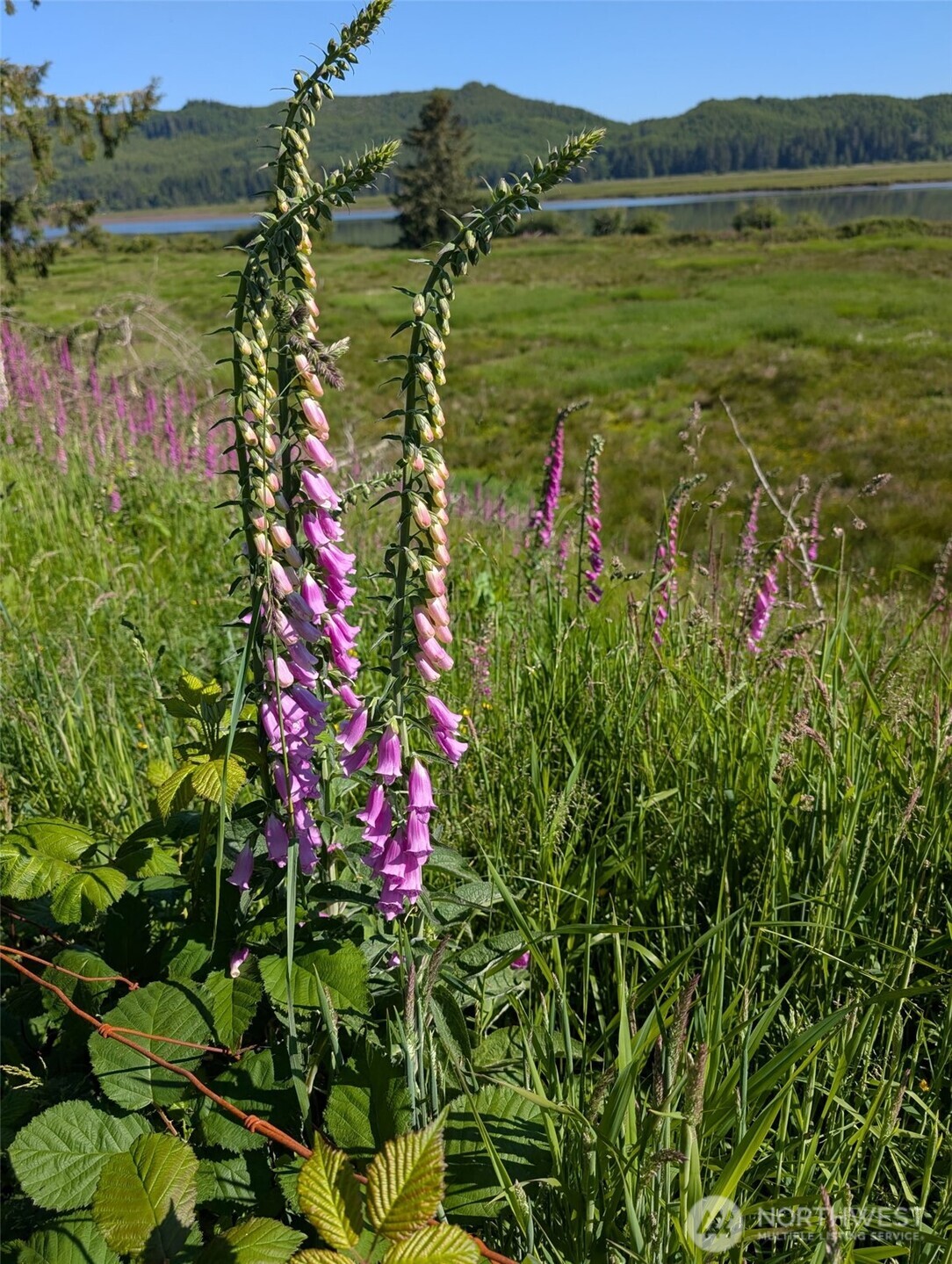 752 Parpala Road Naselle, WA 98638 - Photo 32 of 35 a view of a lake with a house in the background