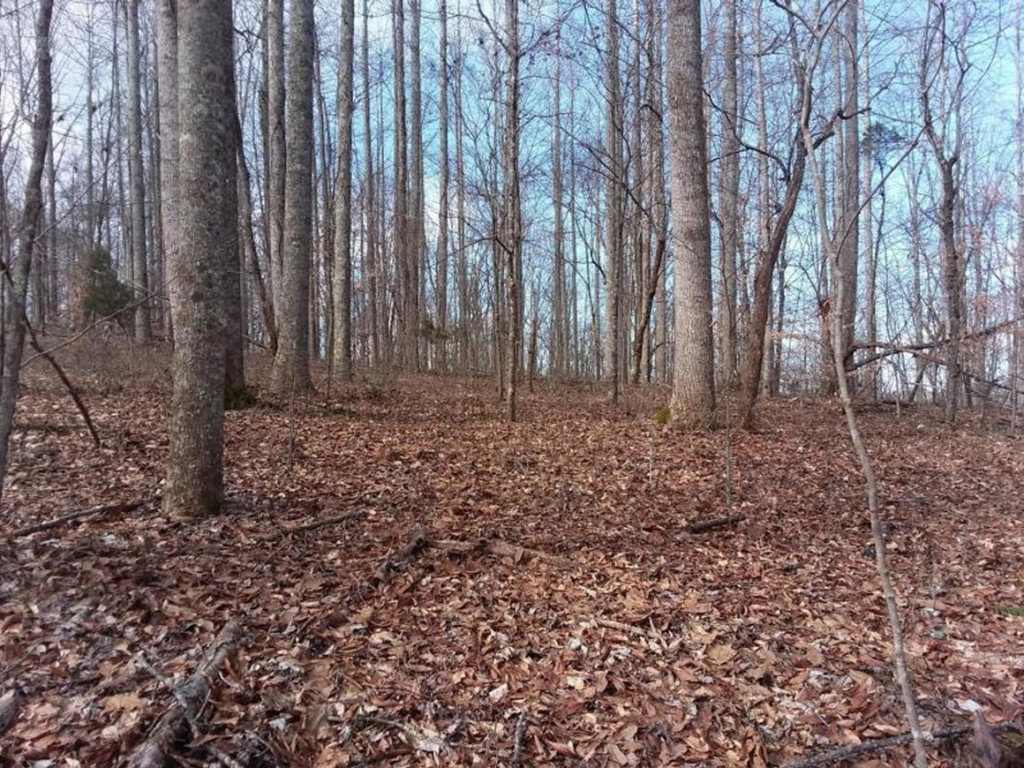 0 Chestnut Ridge Road Sneedville, TN 37869 - Photo 1 of 11 Photo 1