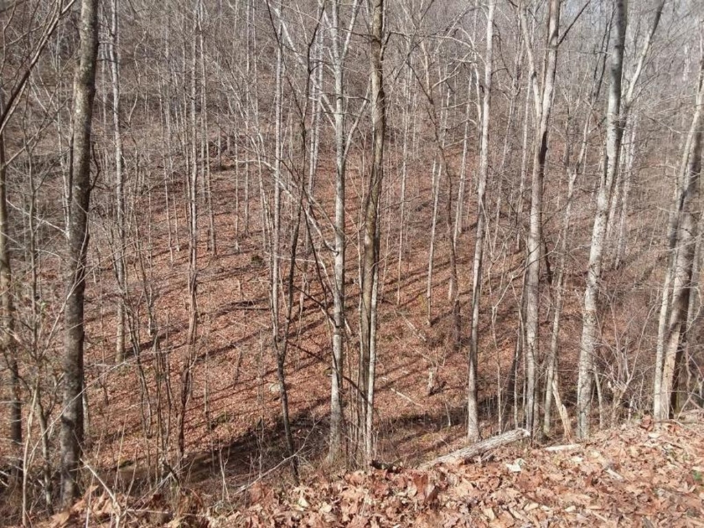 0 Chestnut Ridge Road Sneedville, TN 37869 - Photo 4 of 11 Photo 4