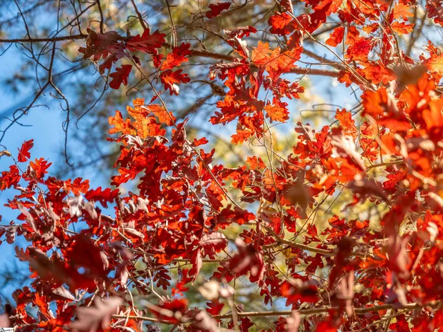 $199,999 | 5 Mill Pine Road, Liberty, SC 29657