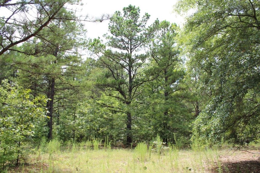 33 McGee Road Seale, AL 36875 - Photo 11 of 18 Gallery Image 11