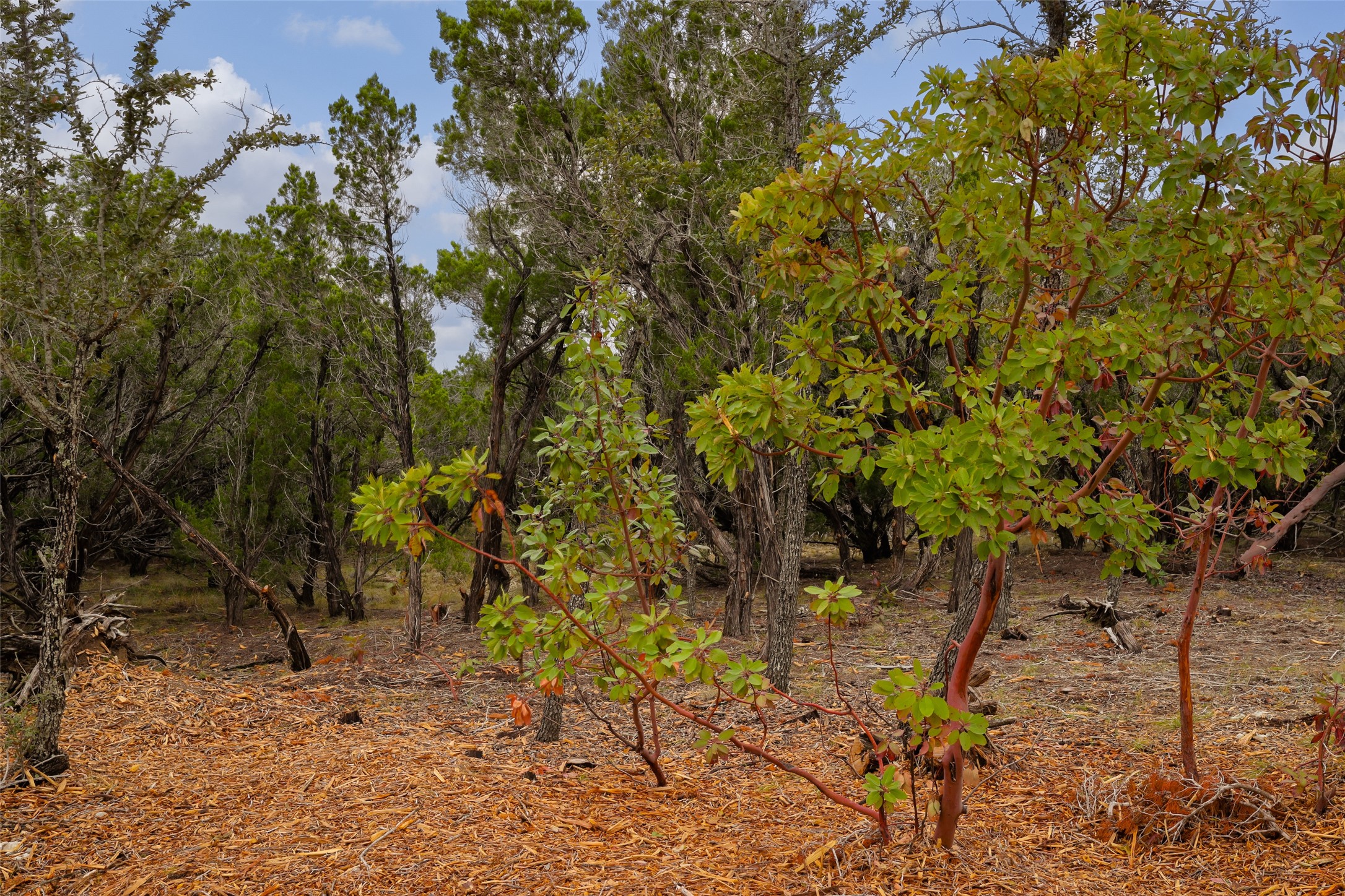 Madrone Trees
