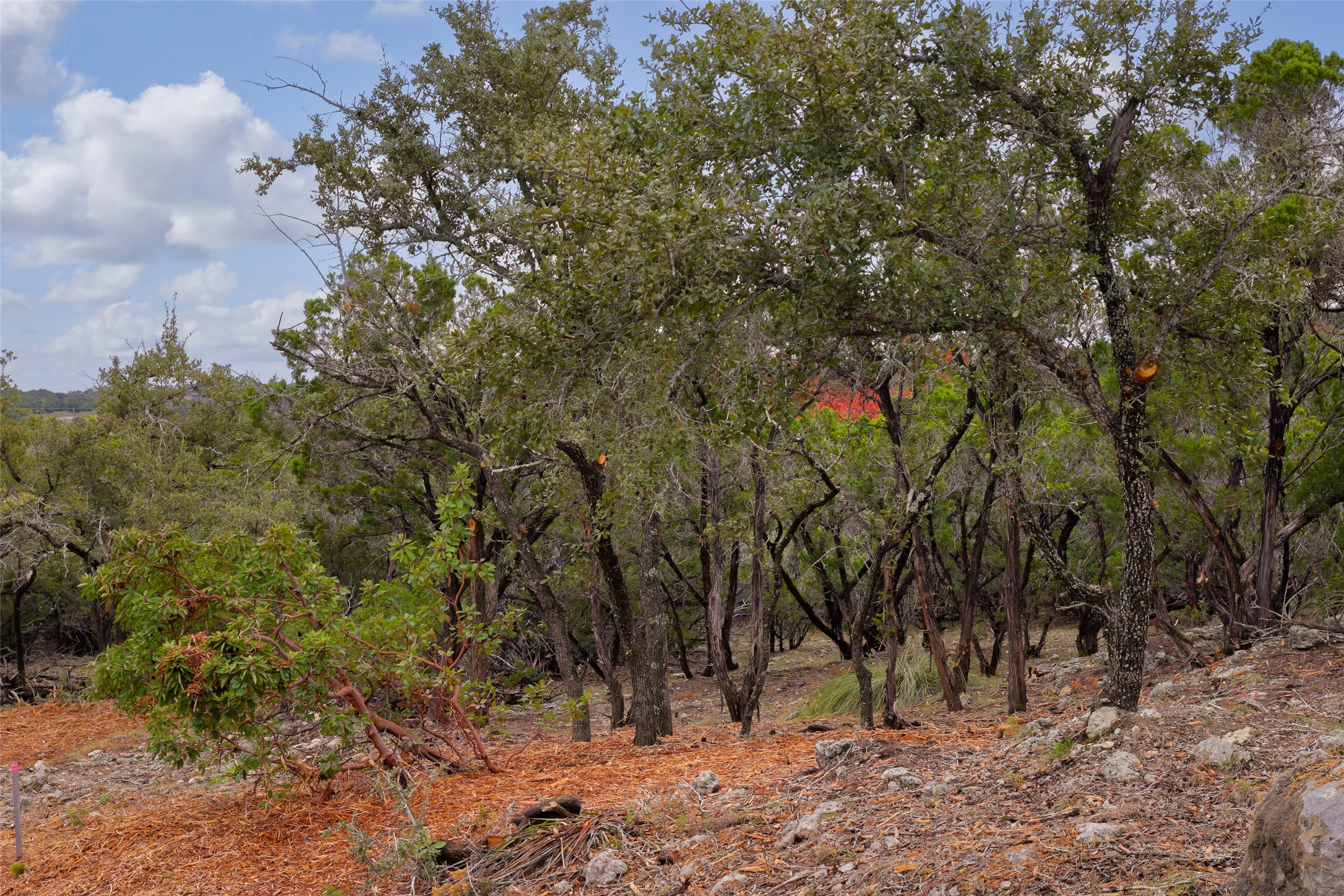 Tbd Stagecoach Ranch Loop Dripping Springs, TX 78620 - Photo 2 of 6 Live Oak Trees