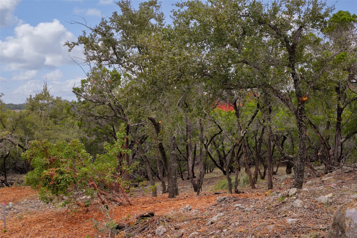 Tbd Stagecoach Ranch Loop Dripping Springs, TX 78620 - Photo 2 of 6 a view of a forest with trees in the background