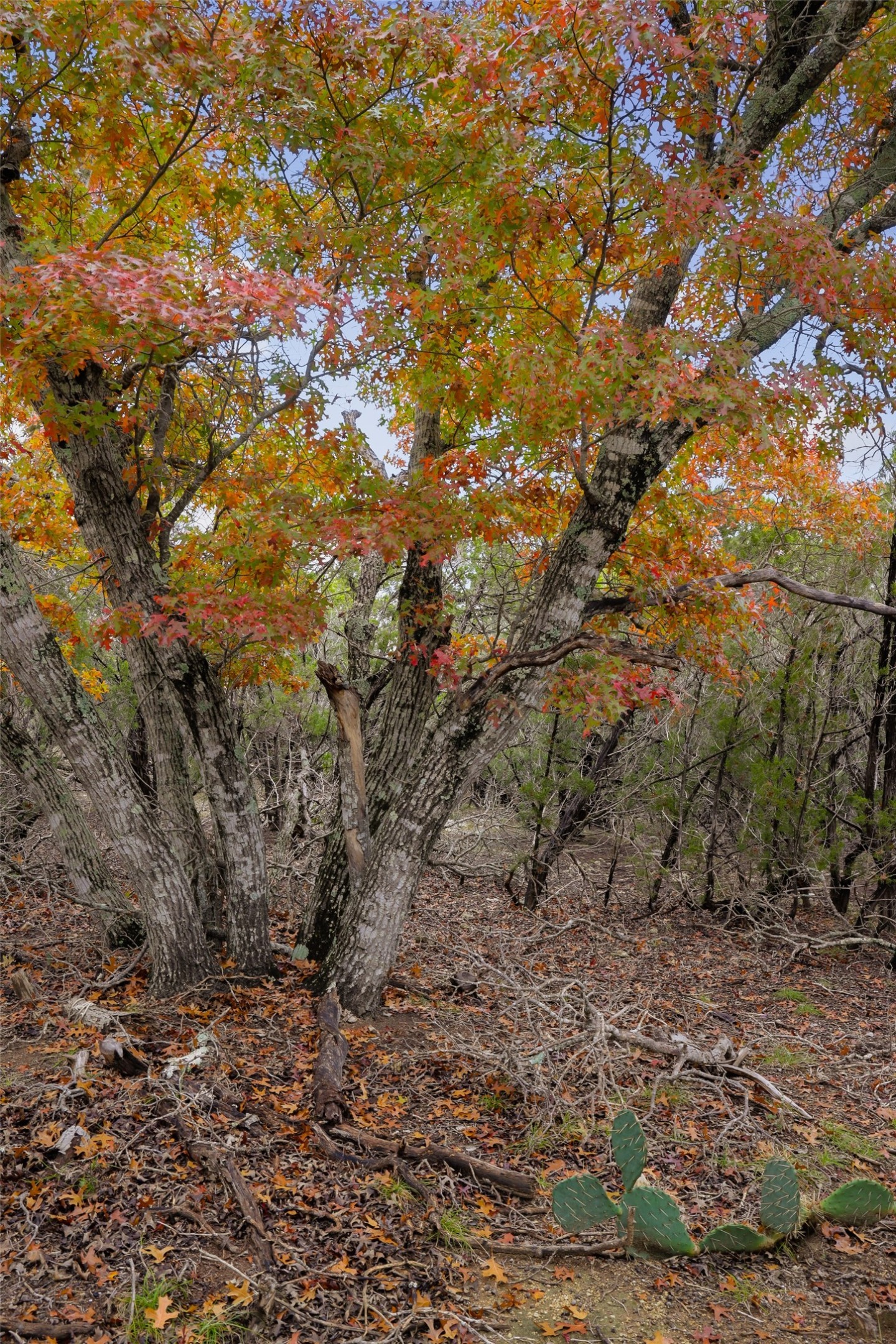 Tbd Stagecoach Ranch Loop Dripping Springs, TX 78620 - Photo 3 of 6 Spanish Oak Trees