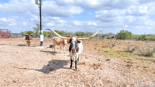 a view of a yard with wooden fence