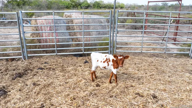 a view of a big yard with lots of green space