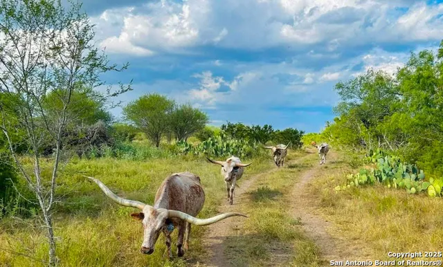 a view of a yard with wooden fence