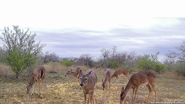 a view of a garden with a lake
