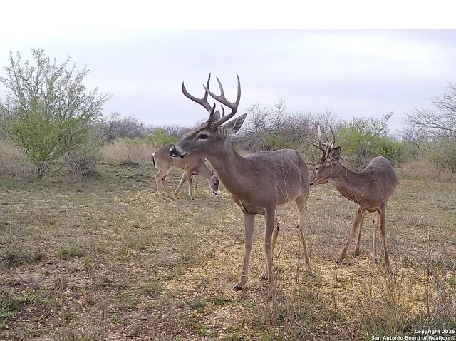 a view of a lake with a beach