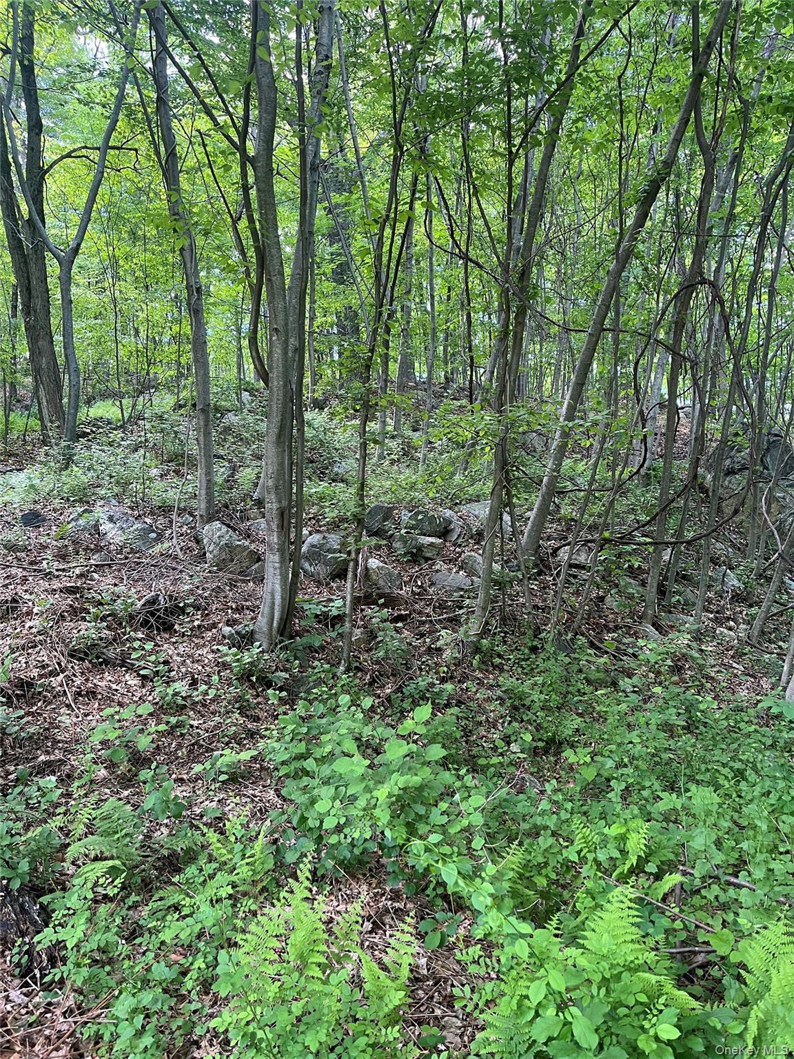 Old Church Road Putnam Valley, NY 10579 - Photo 14 of 26 a view of a lush green forest