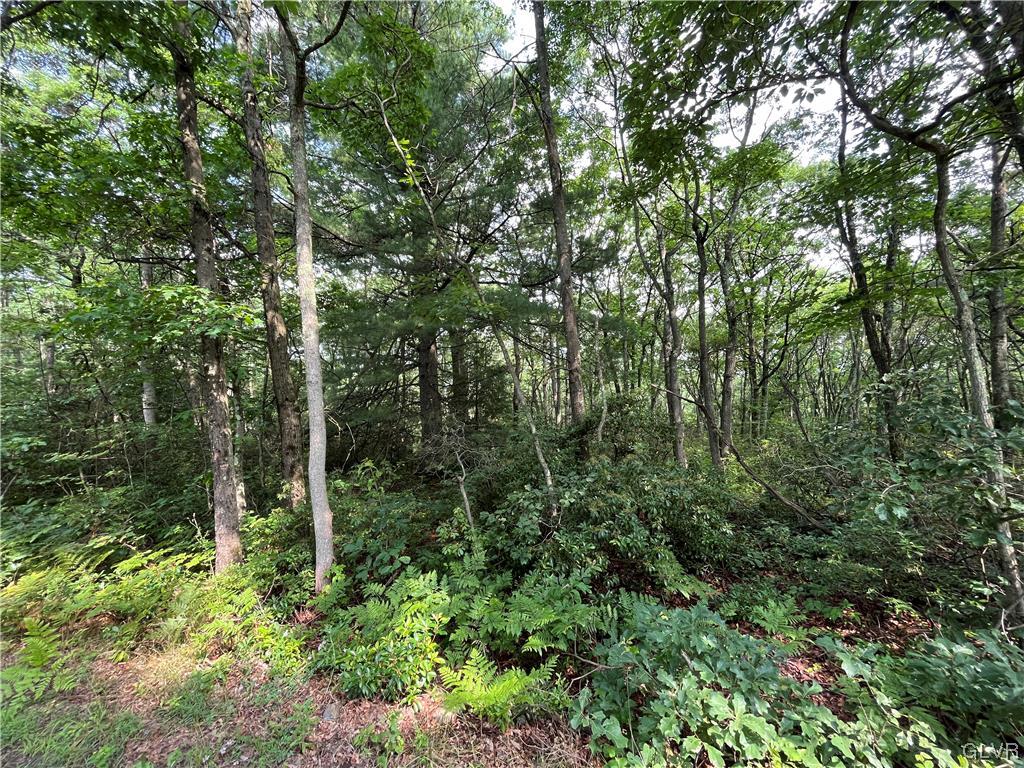 138 Penn Spring Drive Jim Thorpe, PA 18229 - Photo 3 of 8 a view of a forest with trees in the background