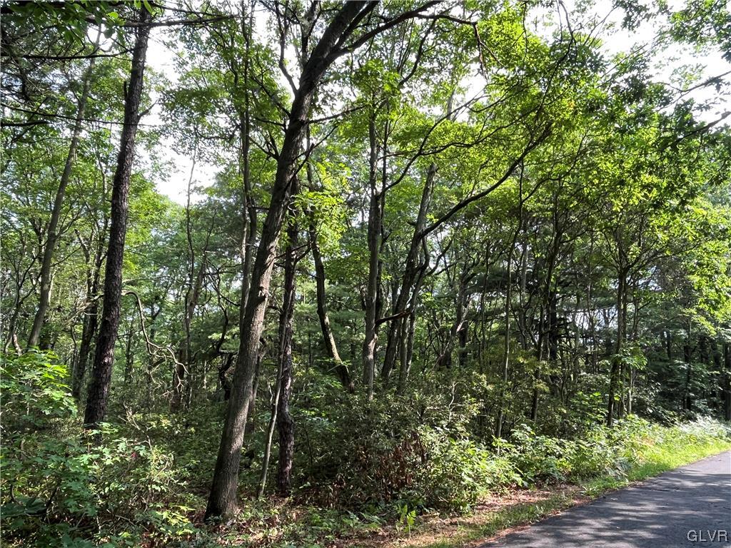 138 Penn Spring Drive Jim Thorpe, PA 18229 - Photo 5 of 8 a view of forest
