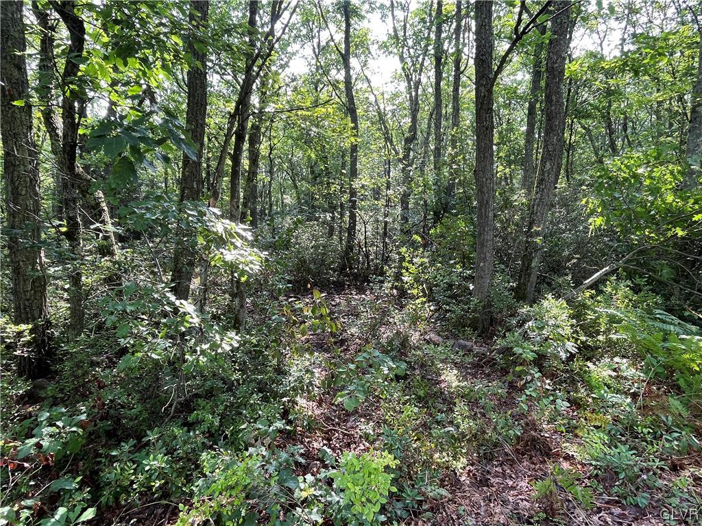138 Penn Spring Drive Jim Thorpe, PA 18229 - Photo 6 of 8 a view of a lush green forest