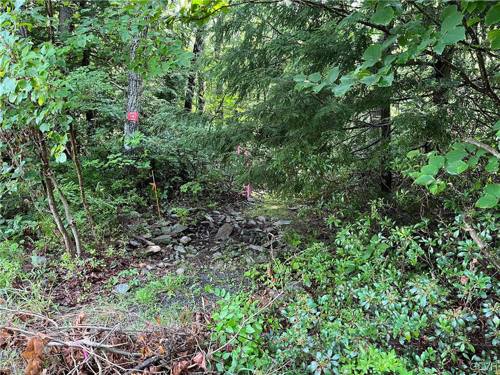 138 Penn Spring Drive Jim Thorpe, PA 18229 - Photo 7 of 8 a view of a lush green forest