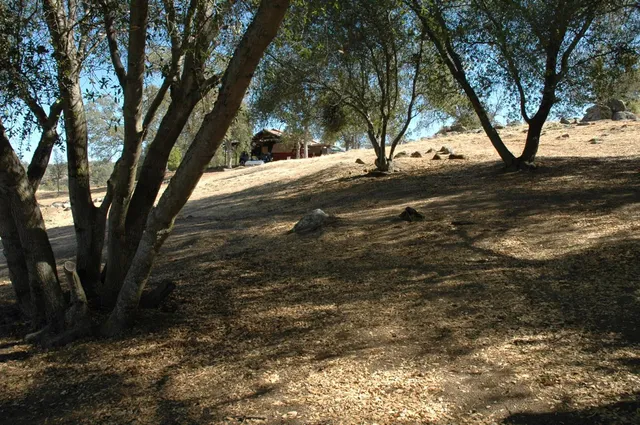 a view of a yard with a tree