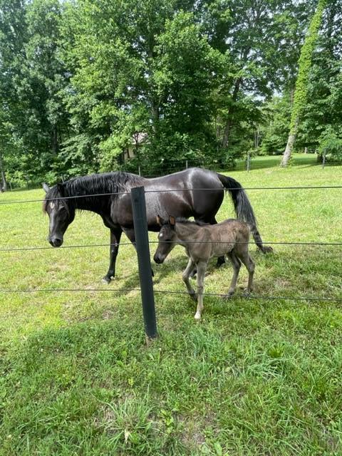 1274 Roaring Creek Road Dunlap, TN 37327 - Photo 65 of 81 IMG_5474