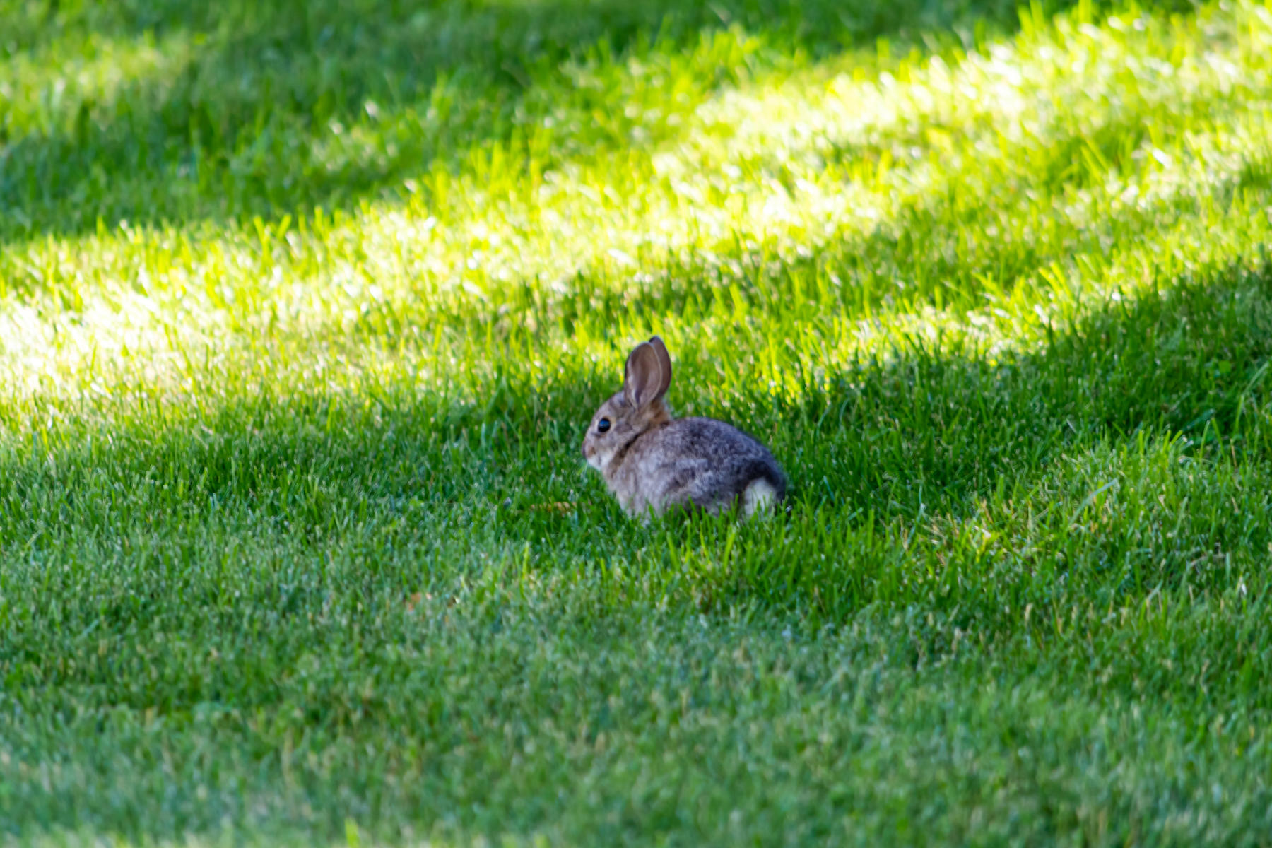 63245 Cole Road Bend, OR 97701 - Photo 34 of 37 34-Natural Wildlife