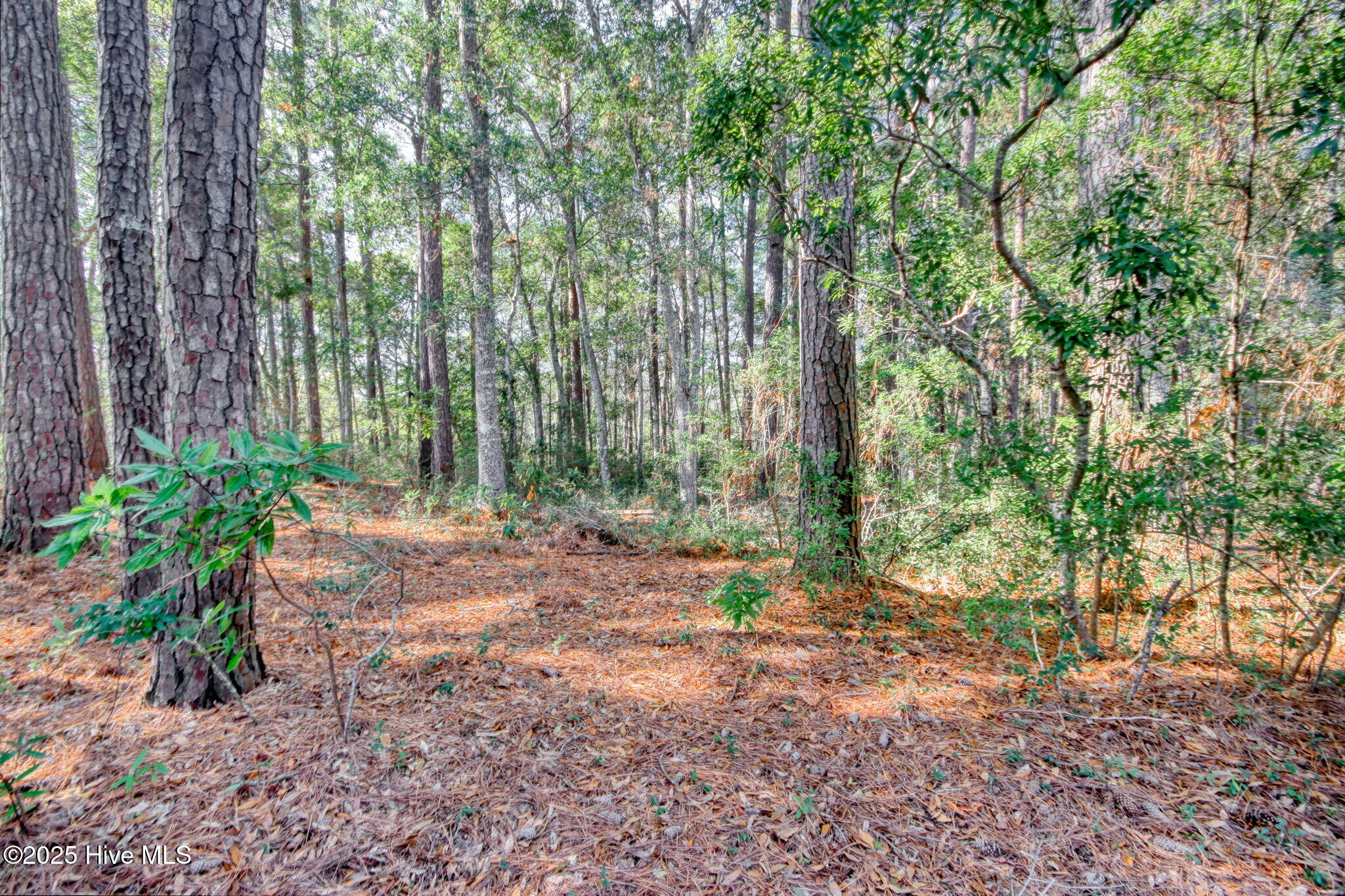 9161 Riveredge Place Southwest Calabash, NC 28467 - Photo 19 of 30 Private backyard. Let your imagination go to work on making this your special retreat.