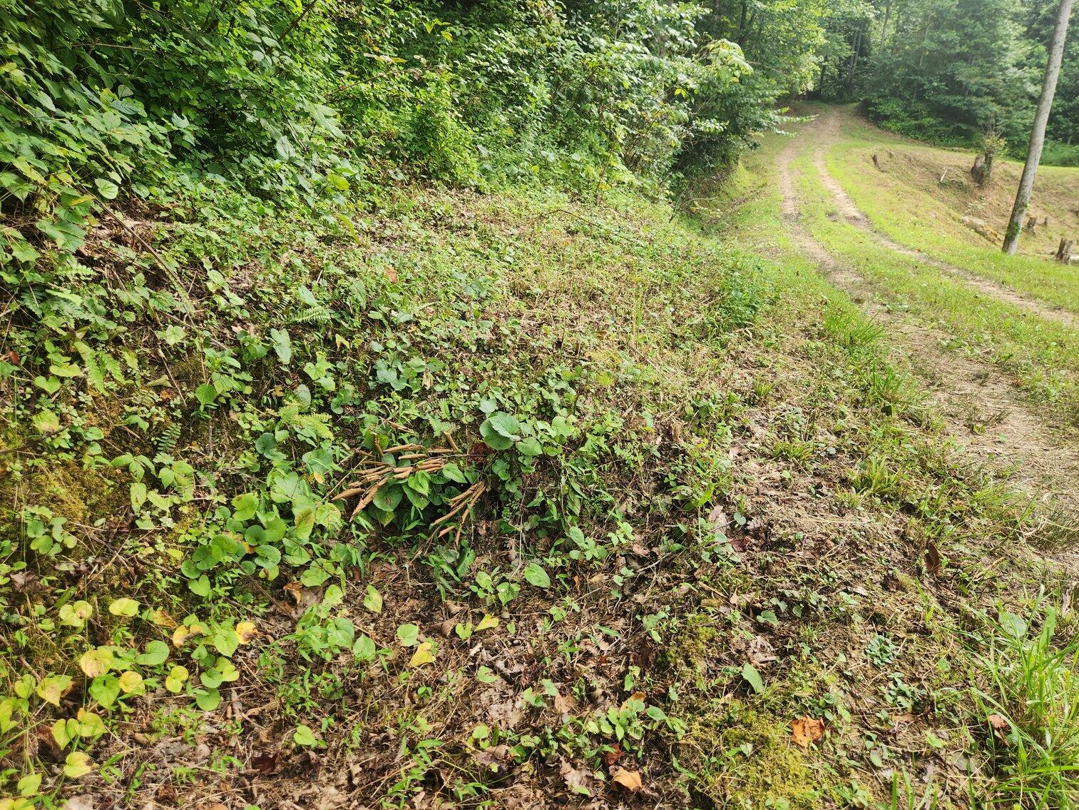 170 Birch Hollow Road Stanton, KY 40380 - Photo 18 of 25