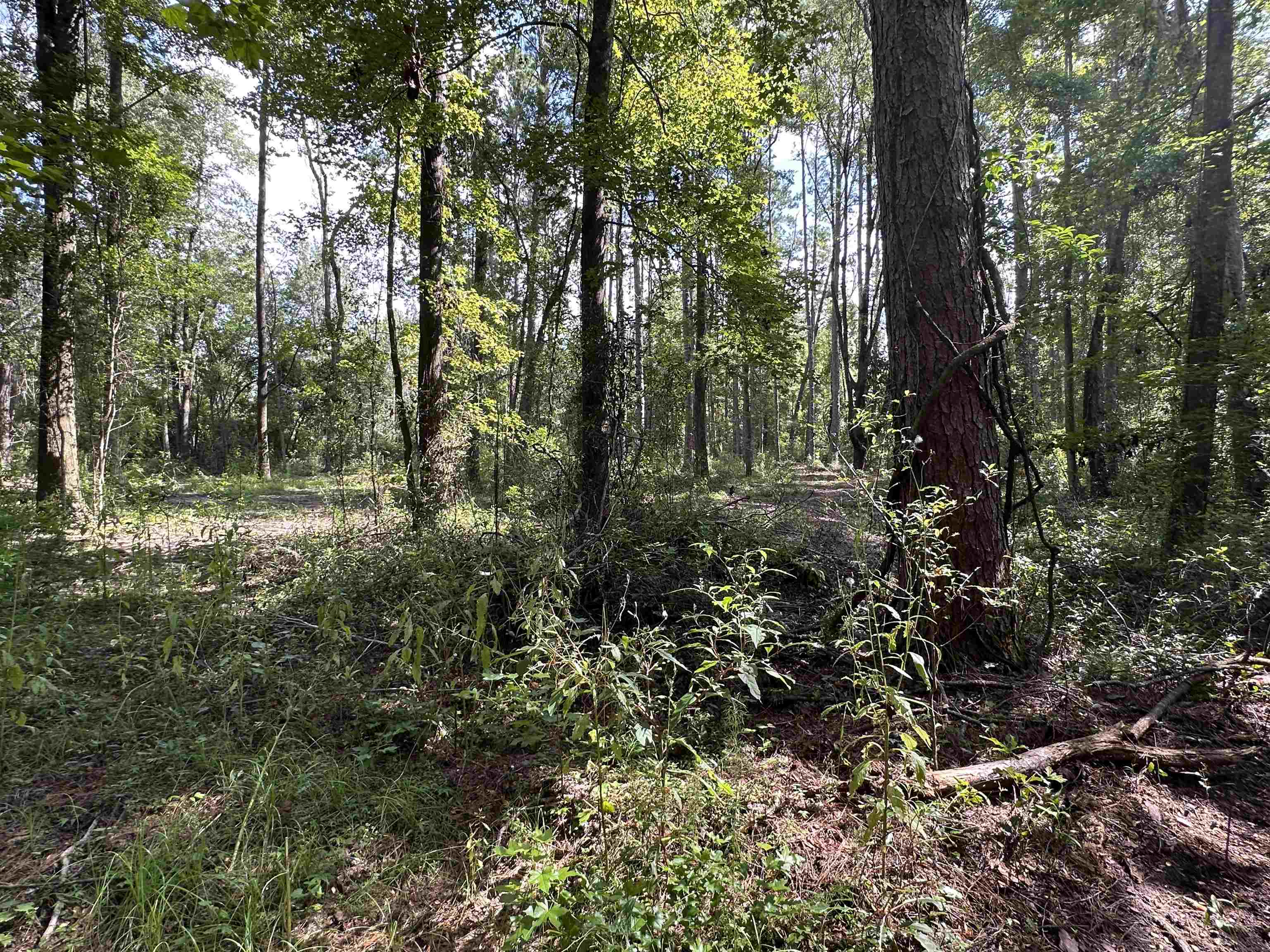 Xx Donaldson-Williams Road Crawfordville, FL 32327 - Photo 3 of 6