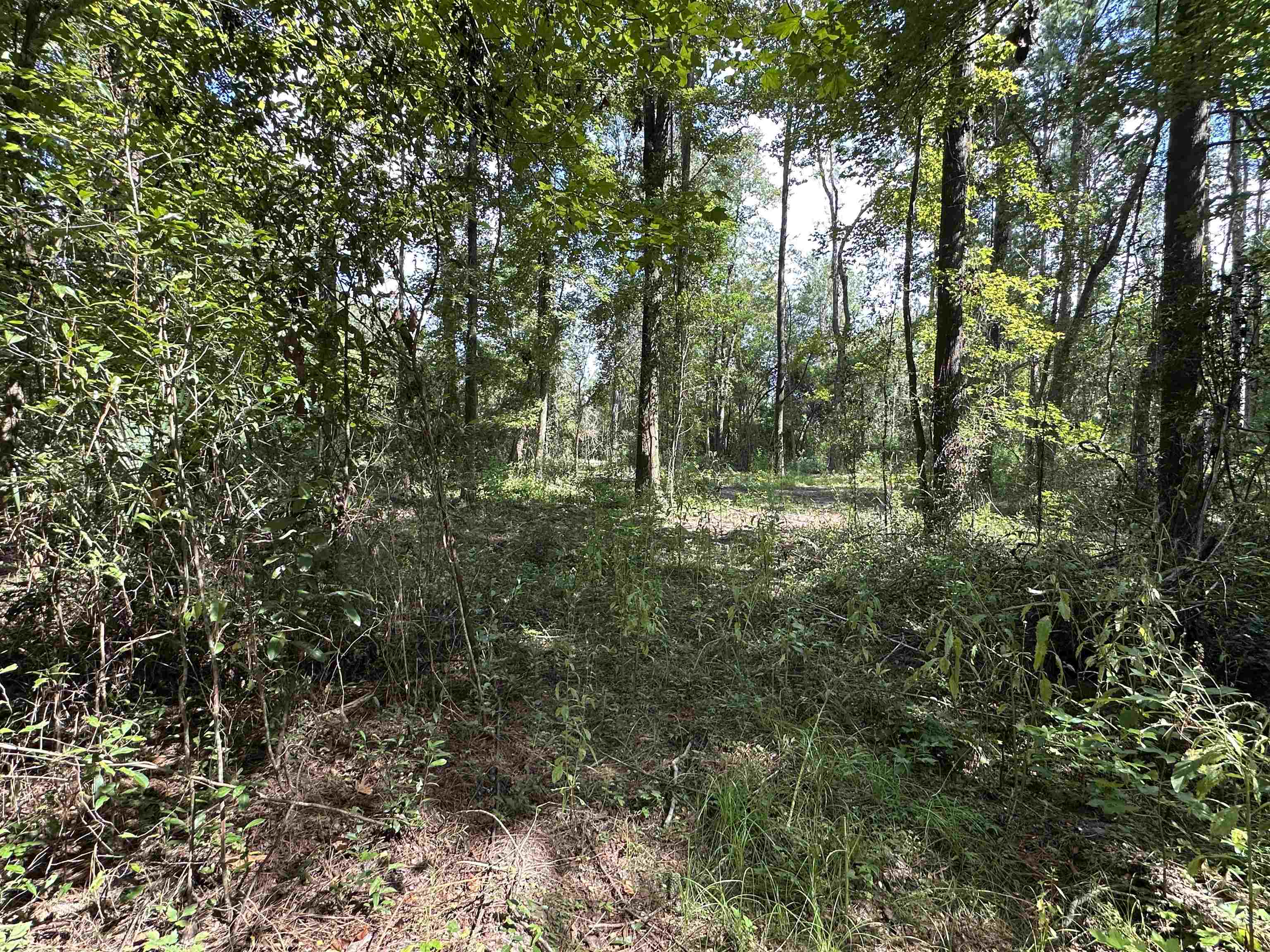 Xx Donaldson-Williams Road Crawfordville, FL 32327 - Photo 4 of 6