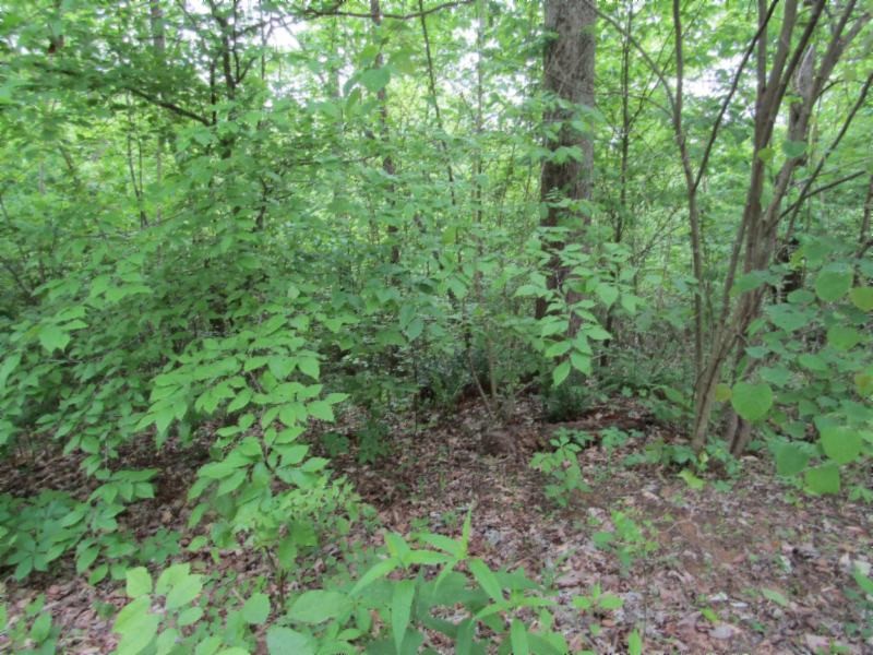 3 White Oak Rdg Road Celina, TN 38551 - Photo 3 of 20 Gallery Image 3