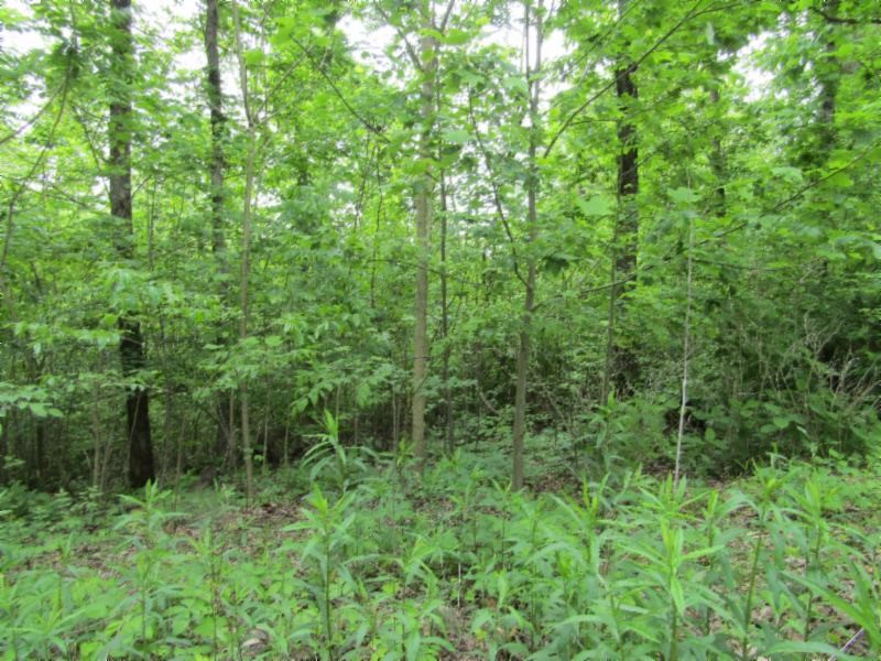 3 White Oak Rdg Road Celina, TN 38551 - Photo 10 of 20 Gallery Image 10