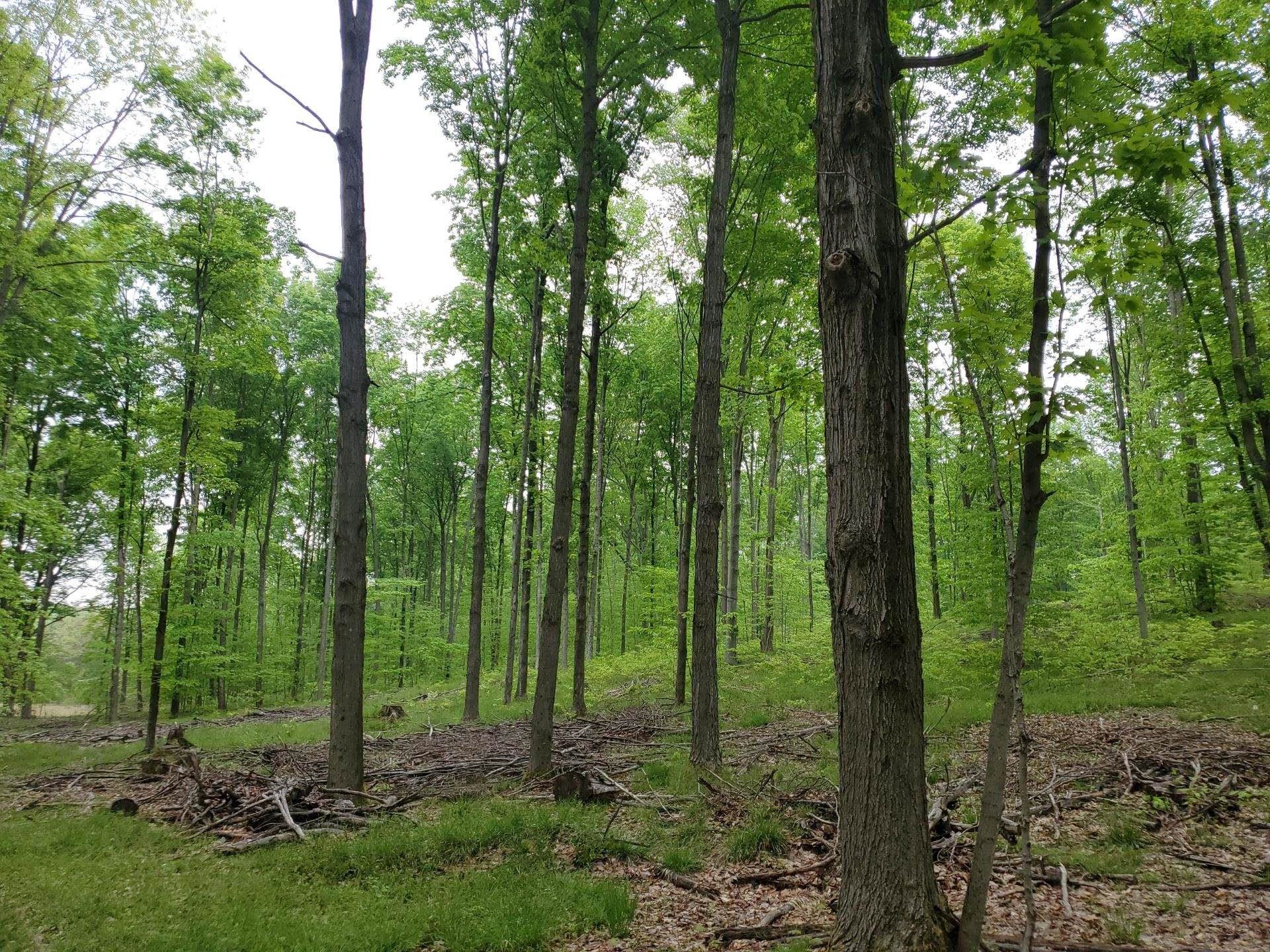 0 Litzen Road Copemish, MI 49625 - Photo 24 of 25 1911453-24.JPG