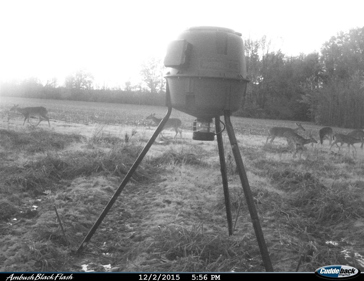 0 Alva Stage Road, Unit 151 Kilmichael, MS 39747 - Photo 14 of 35 Photo 14