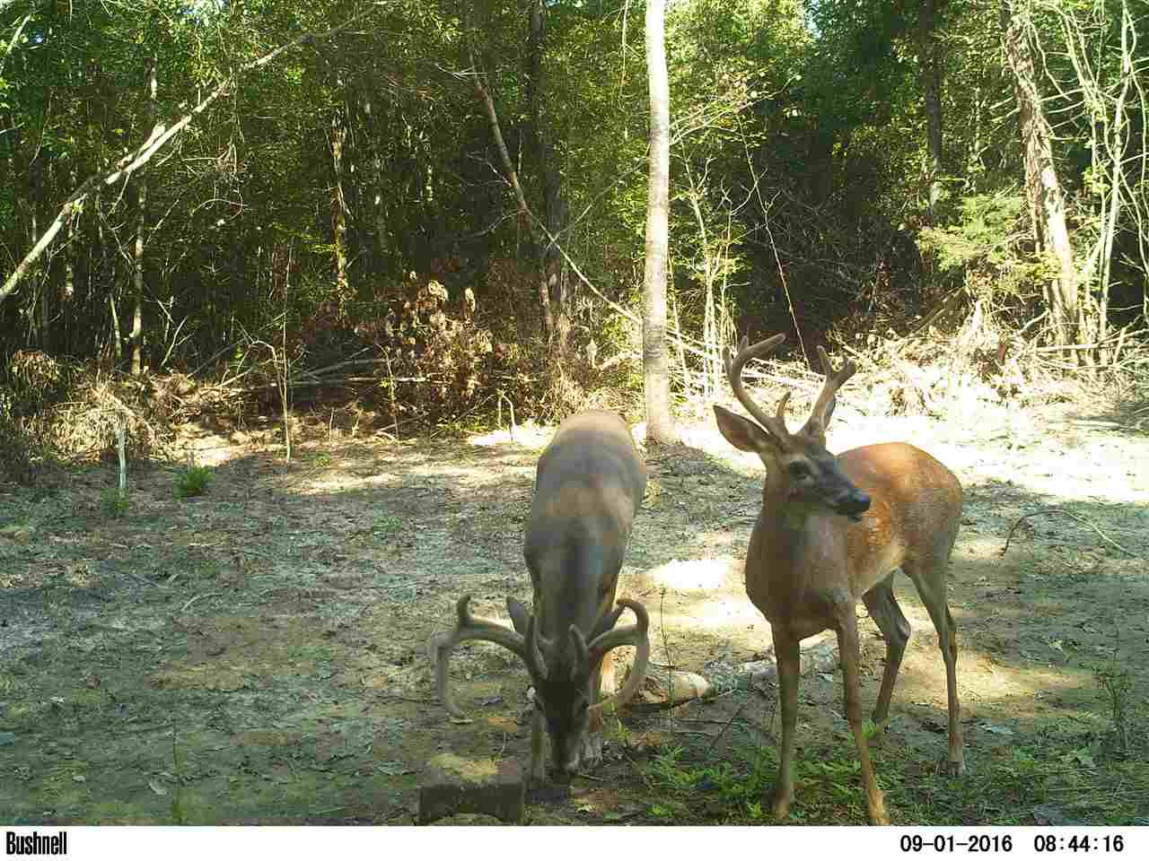 0 Alva Stage Road, Unit 151 Kilmichael, MS 39747 - Photo 22 of 35 Photo 22
