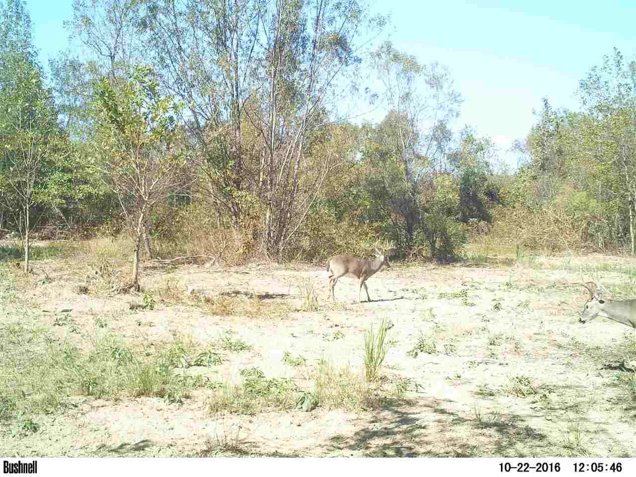 0 Alva Stage Road, Unit 151 Kilmichael, MS 39747 - Photo 29 of 35 Photo 29