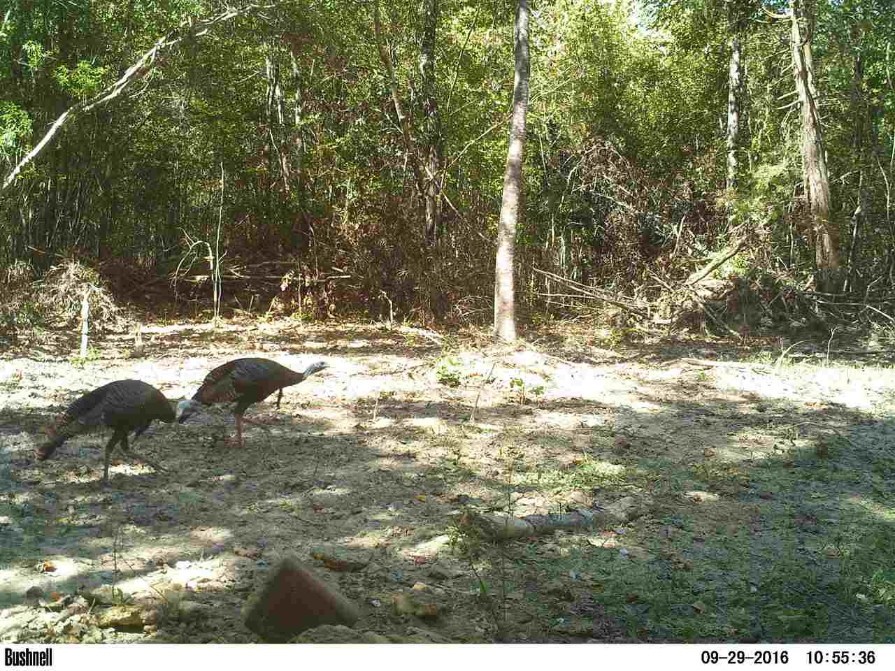 0 Alva Stage Road, Unit 151 Kilmichael, MS 39747 - Photo 33 of 35 Photo 33