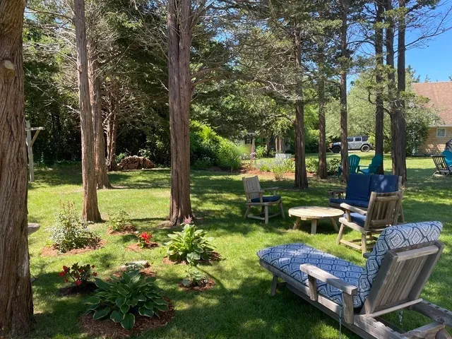 a view of a garden with plants and large trees