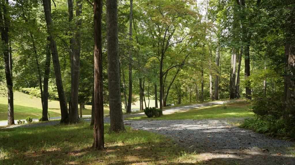 286 Beazley Road Ruckersville, VA 22968 - Photo 15 of 50 a view of a trees with a yard