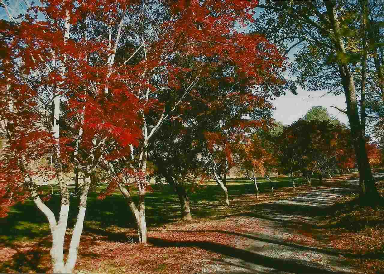 286 Beazley Road Ruckersville, VA 22968 - Photo 46 of 50 a view of a park