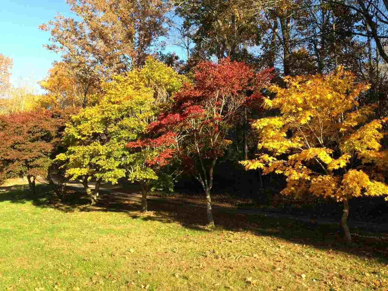 286 Beazley Road Ruckersville, VA 22968 - Photo 48 of 50