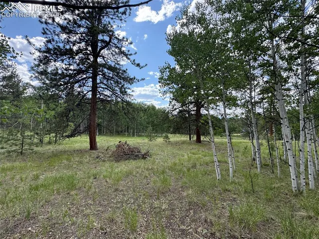 a view of a tree in a yard
