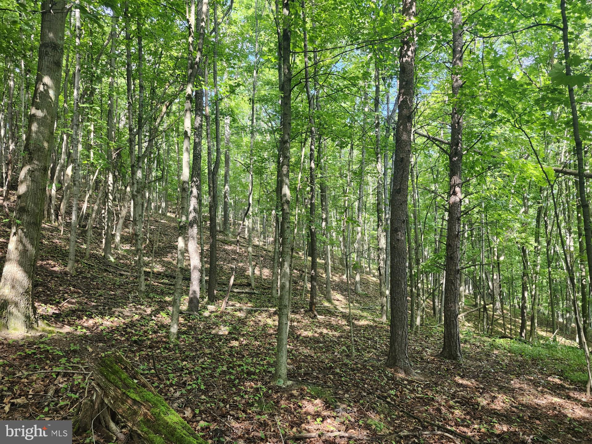 497 Dry Run Road Burlington, WV 26710 - Photo 46 of 80 Gallery Image 46